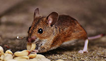 24 Hour & Emergency Exterminators in Amf G Boro, NC